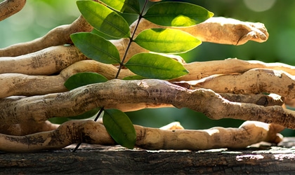 What Is Horny Goat Weed & How Does It Support Sexual Wellness Naturally?