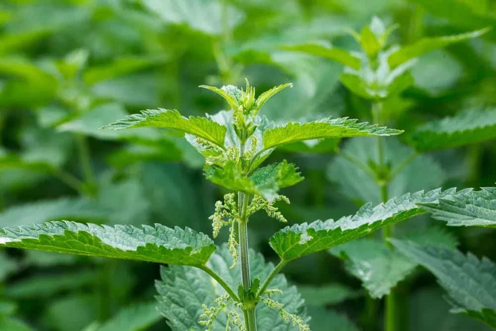 Stinging Nettle Tincture for Hormone and Prostate Health: The Prickly Plant with Powerful Benefits